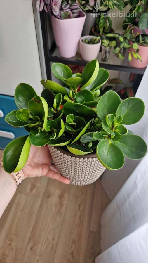 Peperomia obtusifolia