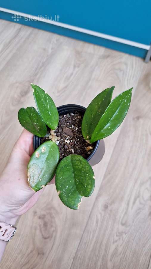 Hoya carnosa