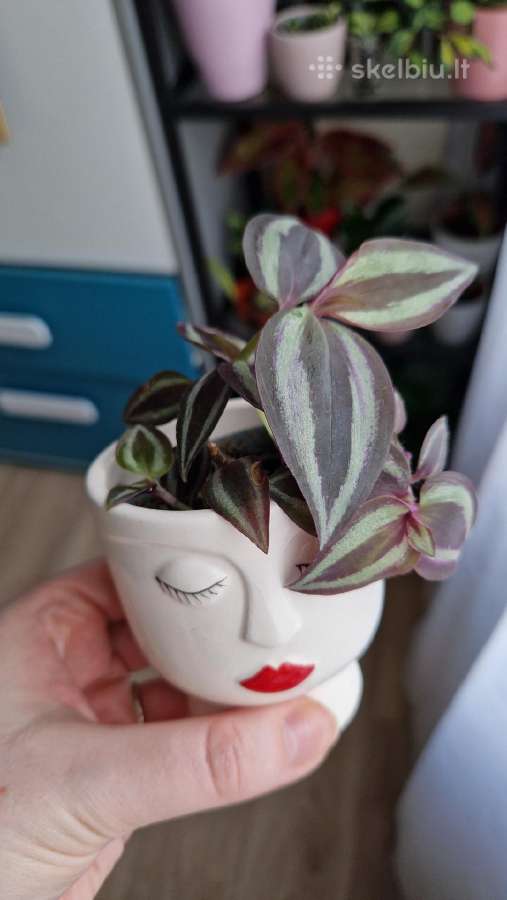 Tradescantia zebrina