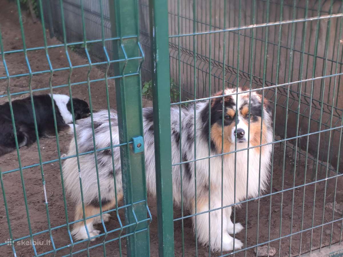 Aussi black tricolor 2 mergaites - nuotraukos Nr. 6