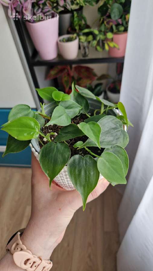 Philodendron hederaceum
