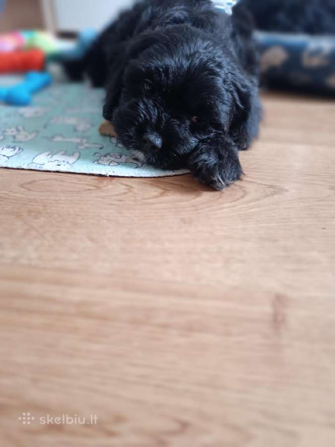 Cavapoo - nuotraukos Nr. 18