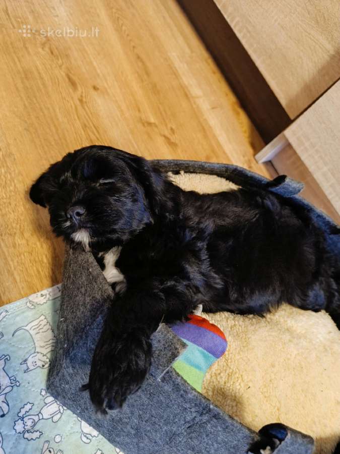 Cavapoo - nuotraukos Nr. 19
