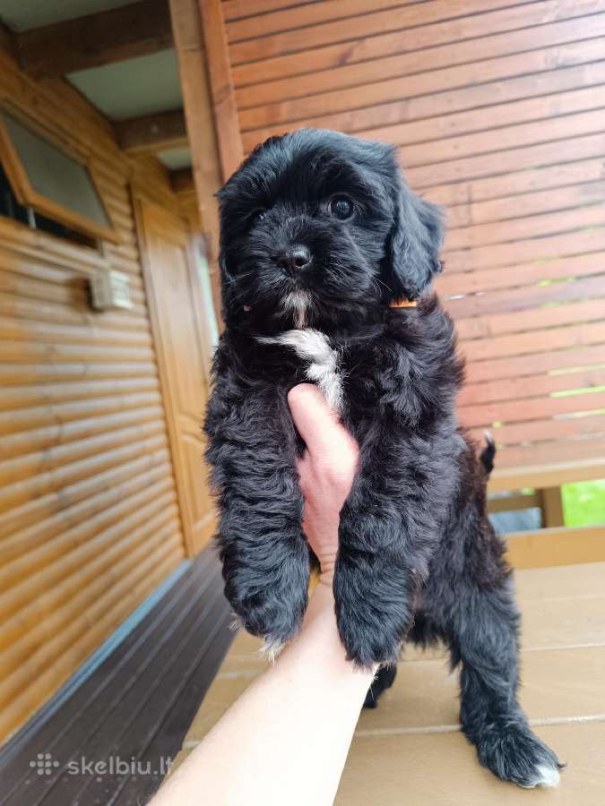 Cavapoo - nuotraukos Nr. 5