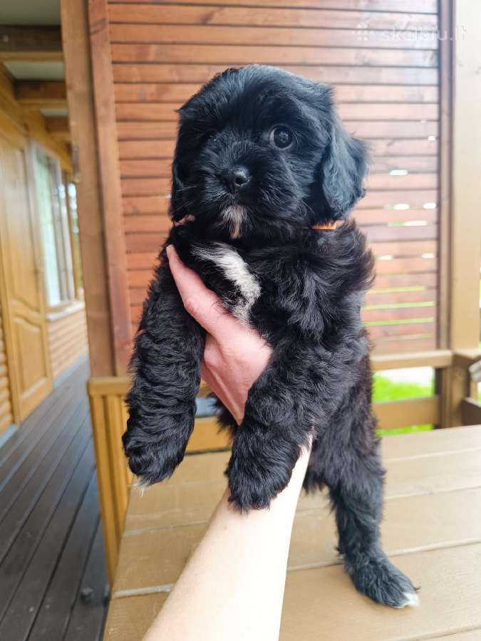Cavapoo - nuotraukos Nr. 11