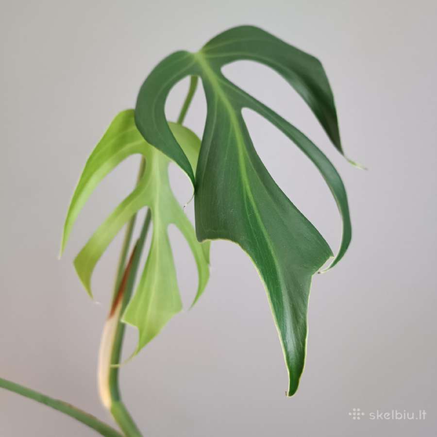 Monstera Burle Marx Flame karpiniai