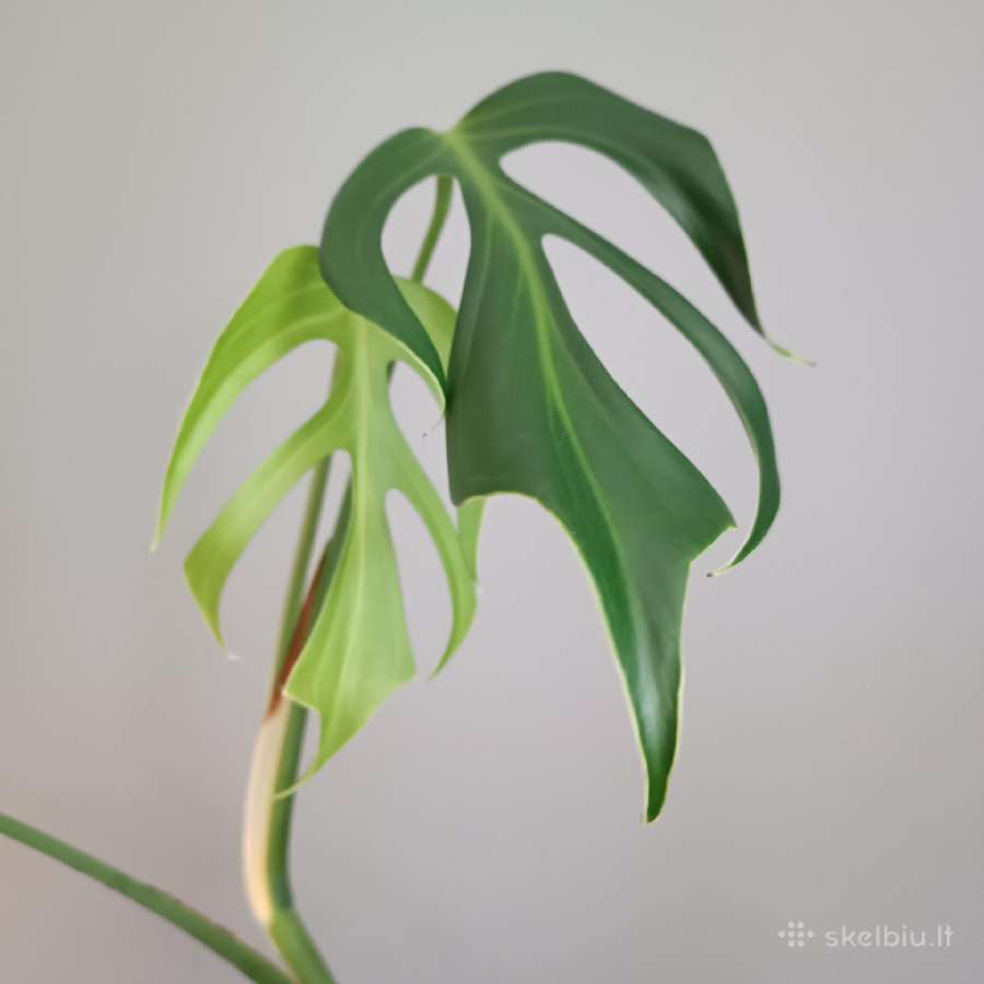 Monstera Burle Marx Flame karpiniai - nuotraukos Nr. 2