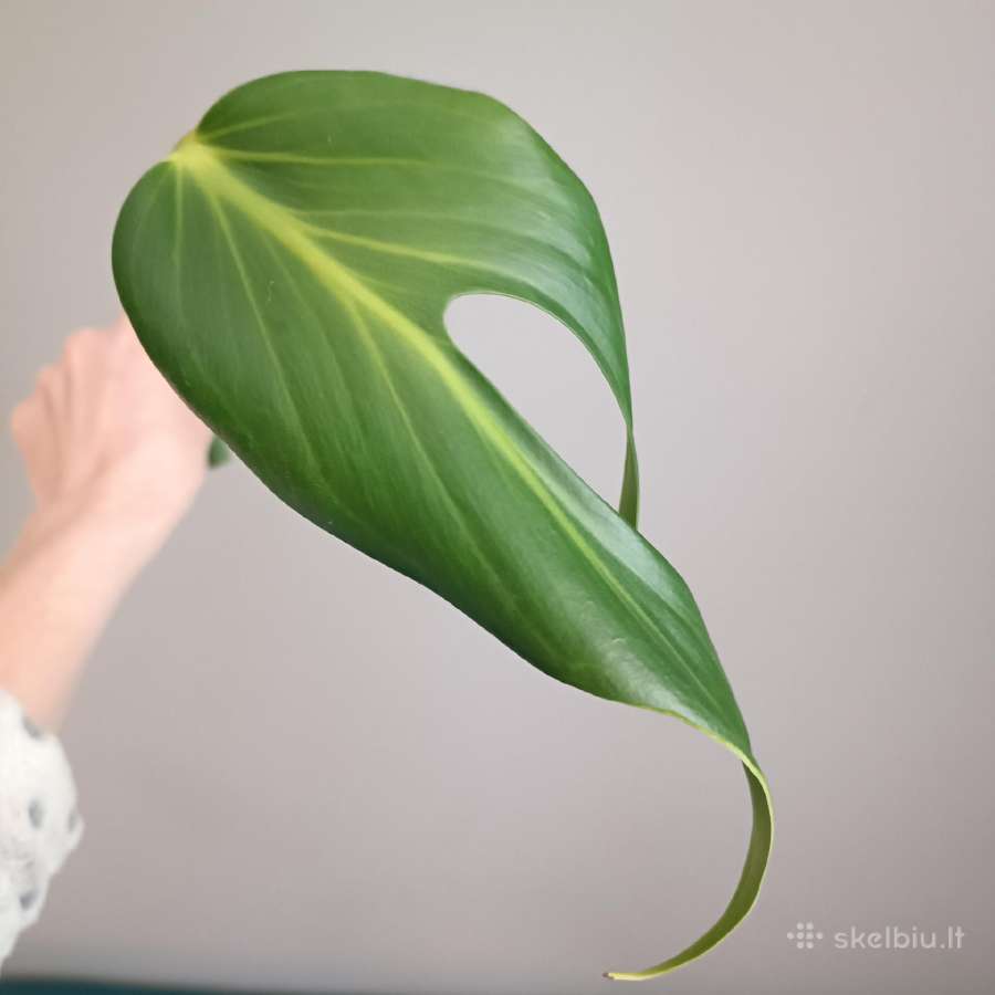 Monstera Burle Marx Flame karpiniai - nuotraukos Nr. 3