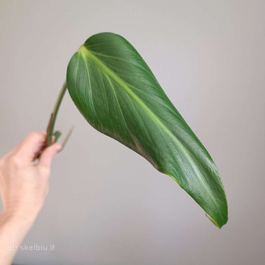 Monstera Burle Marx Flame karpiniai - nuotraukos Nr. 5