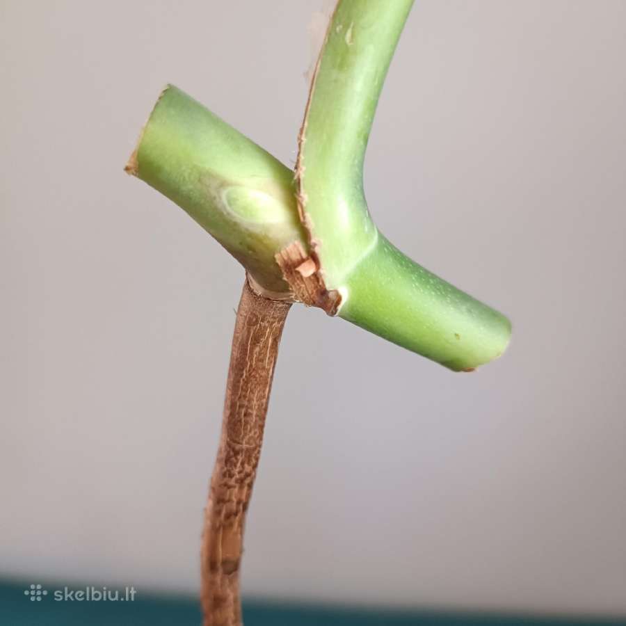 Monstera Burle Marx Flame karpiniai - nuotraukos Nr. 6