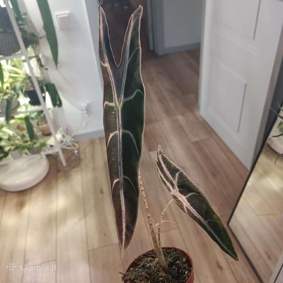 Alocasia Longiloba Purple