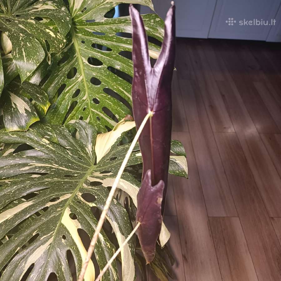 Alocasia Longiloba Purple - nuotraukos Nr. 2