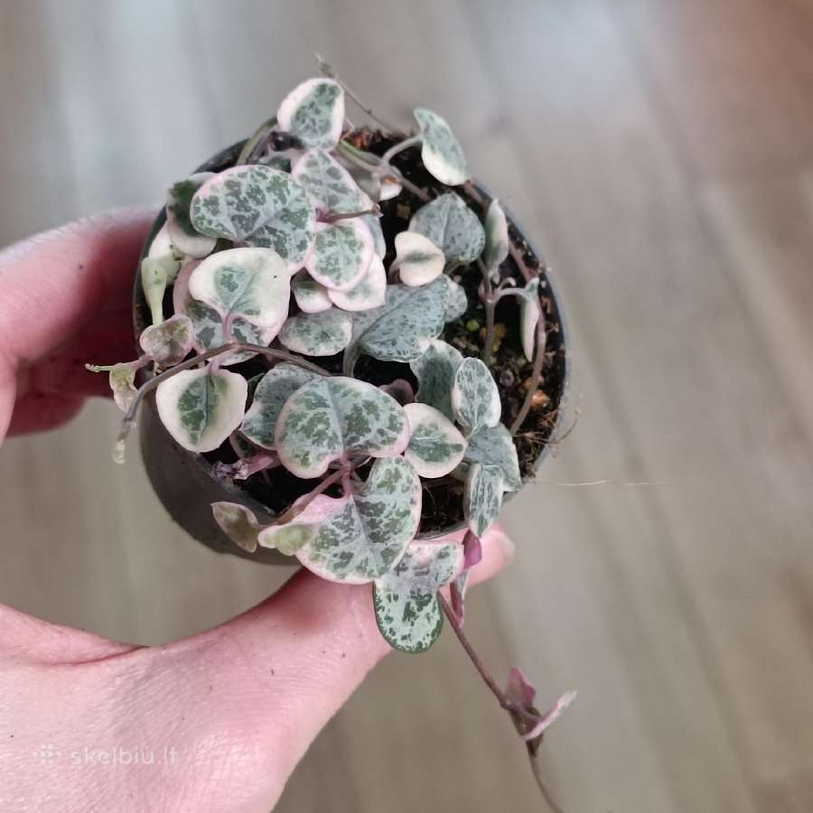 Ceropegia Woodii variegata
