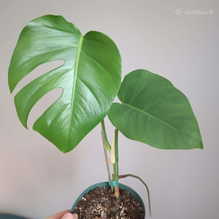 Monstera Borsigiana