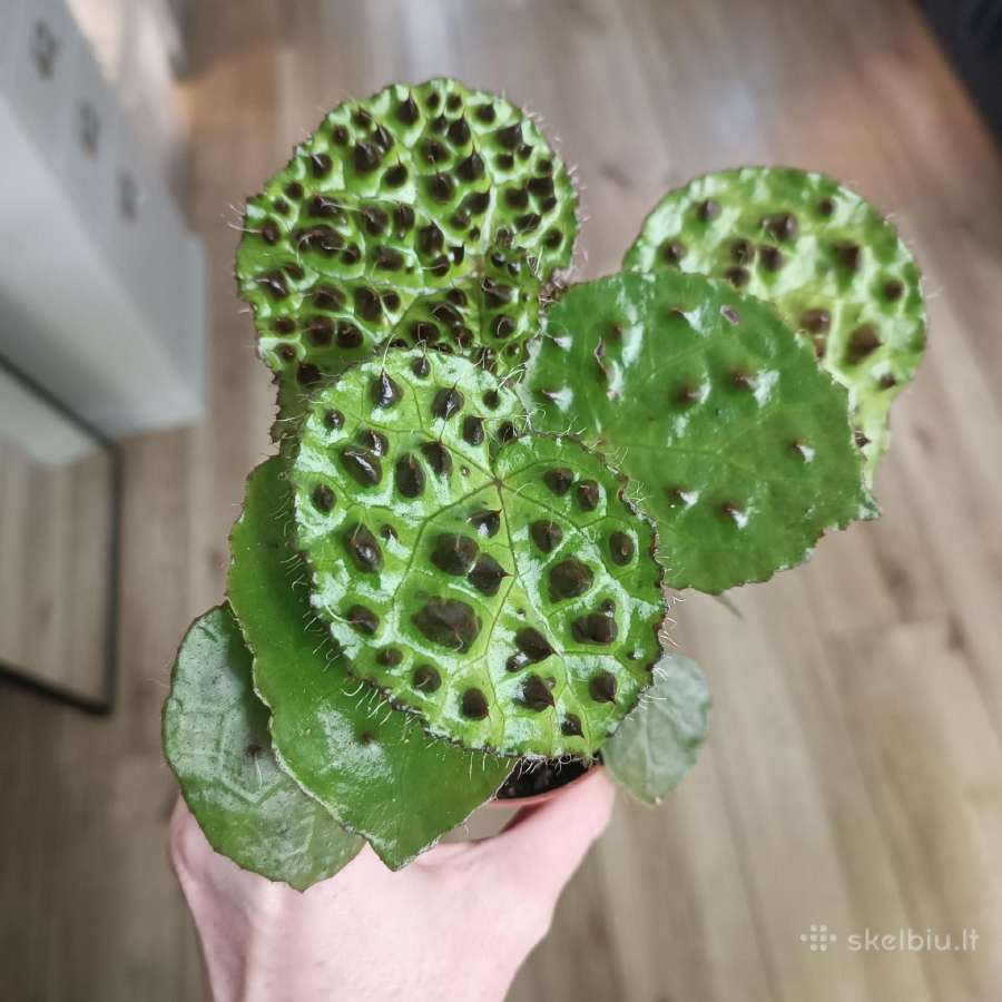 Begonia Ferox