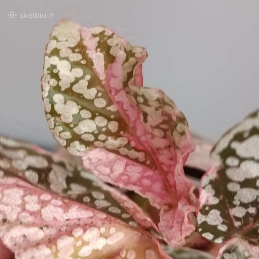 Begonia Snow Capped variegated - nuotraukos Nr. 2