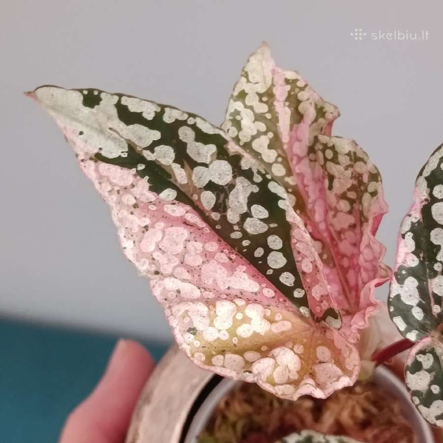 Begonia Snow Capped variegated - nuotraukos Nr. 3
