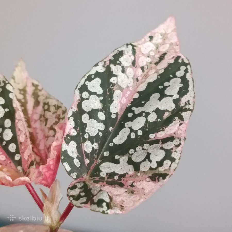 Begonia Snow Capped variegated - nuotraukos Nr. 4