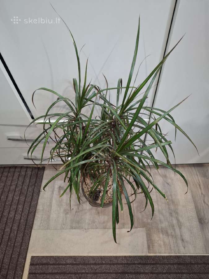 Dracena
