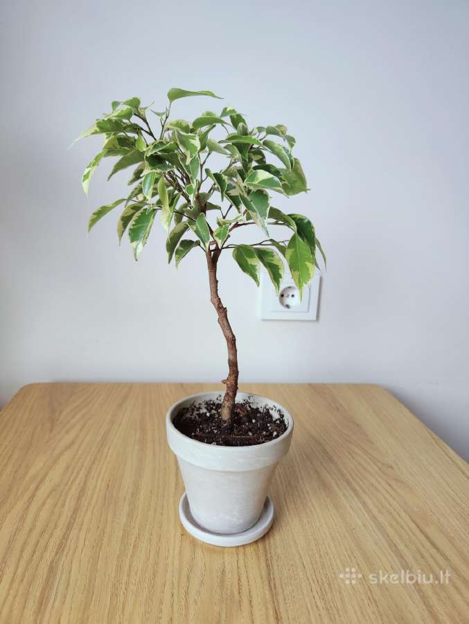 Ficus Benjamina Variegata Bonsai