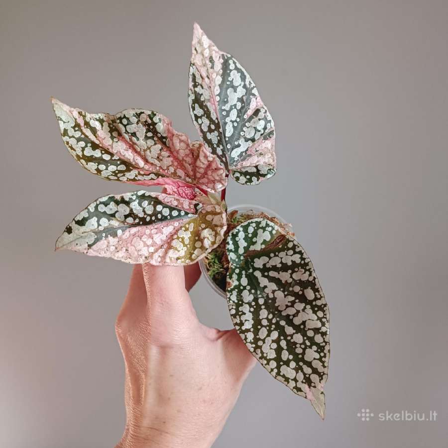 Begonia Snow Capped variegated - nuotraukos Nr. 5
