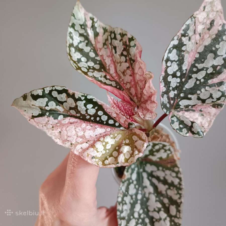 Begonia Snow Capped variegated - nuotraukos Nr. 6