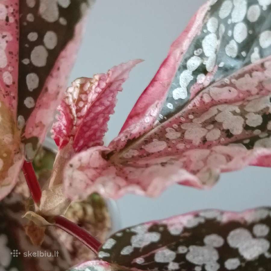 Begonia Snow Capped variegated - nuotraukos Nr. 7
