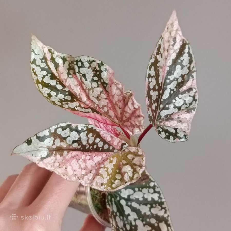 Begonia Snow Capped variegated - nuotraukos Nr. 8