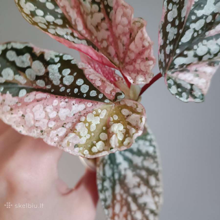 Begonia Snow Capped variegated - nuotraukos Nr. 9