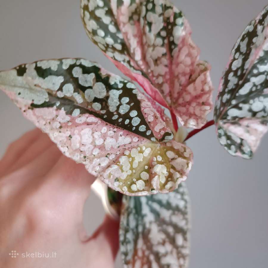 Begonia Snow Capped variegated - nuotraukos Nr. 10