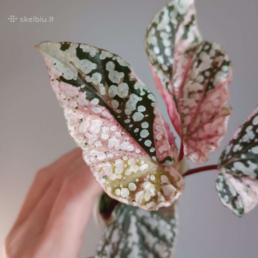Begonia Snow Capped variegated - nuotraukos Nr. 11