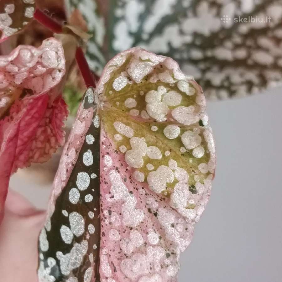 Begonia Snow Capped variegated - nuotraukos Nr. 12