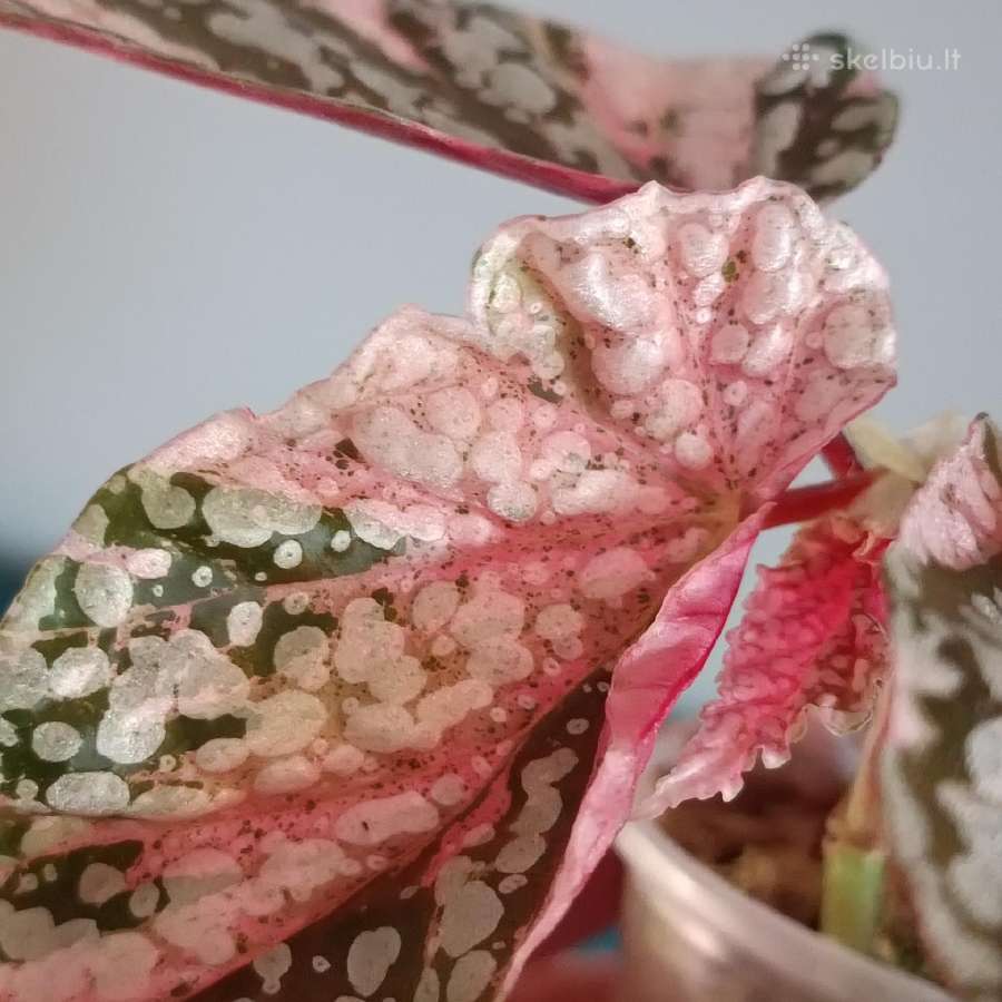 Begonia Snow Capped variegated - nuotraukos Nr. 13