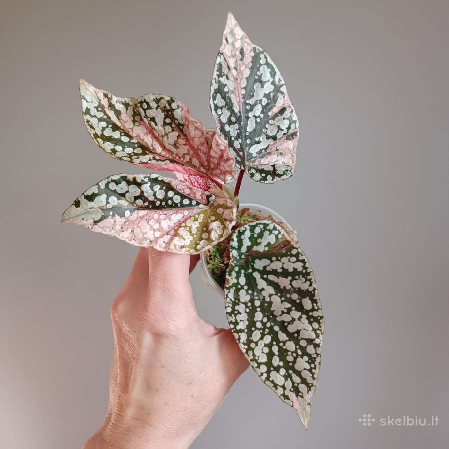 Begonia Snow Capped variegated - nuotraukos Nr. 14