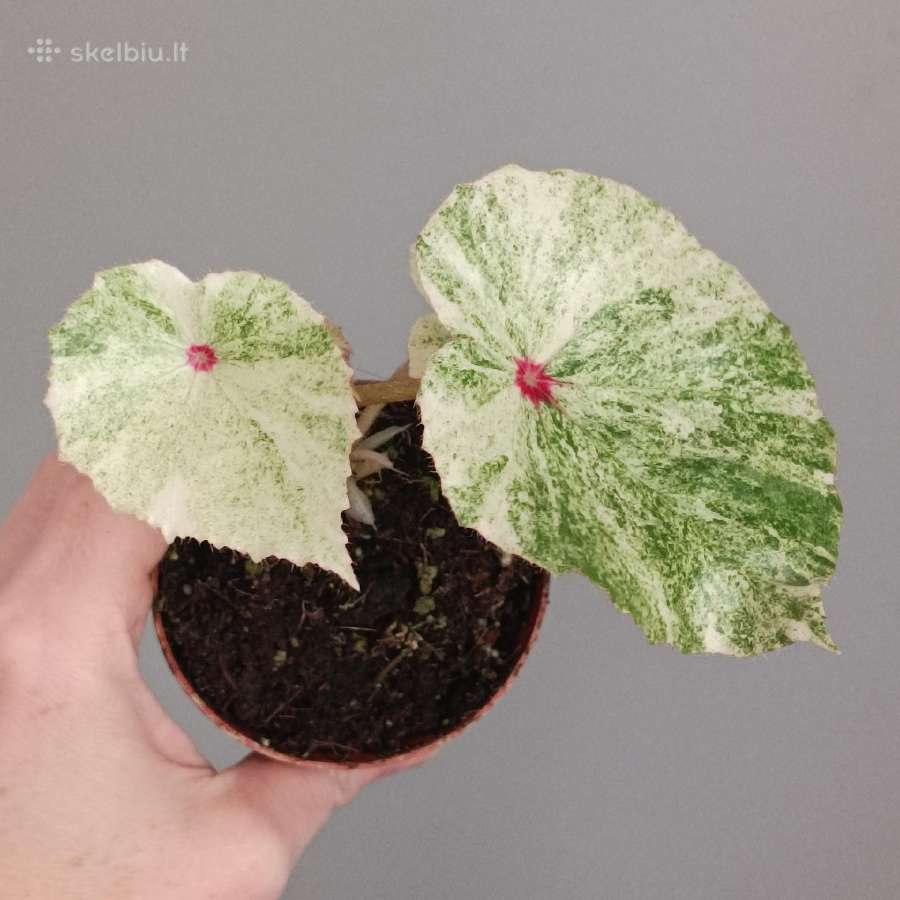 Begonia Rouge variegated