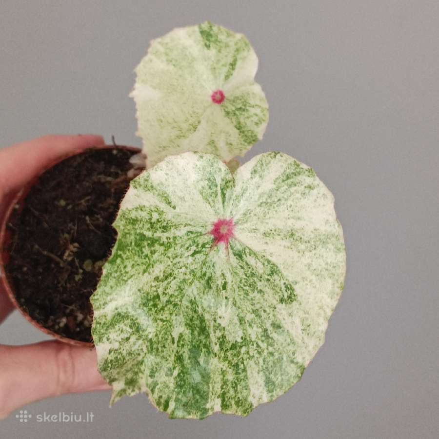 Begonia Rouge variegated - nuotraukos Nr. 2