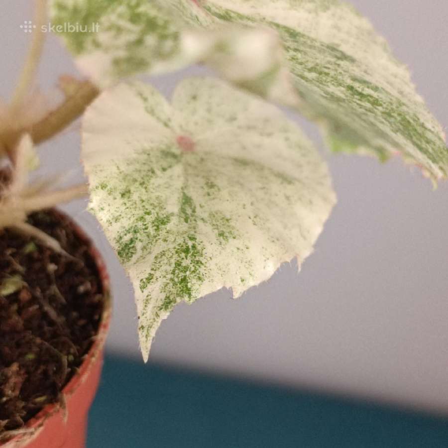 Begonia Rouge variegated - nuotraukos Nr. 3