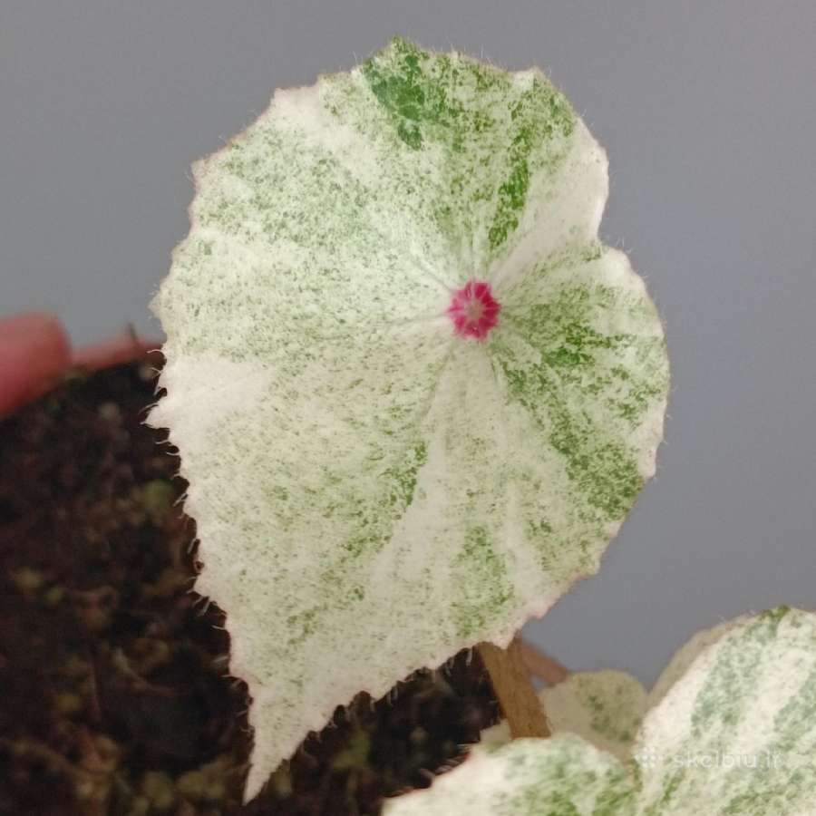 Begonia Rouge variegated - nuotraukos Nr. 4