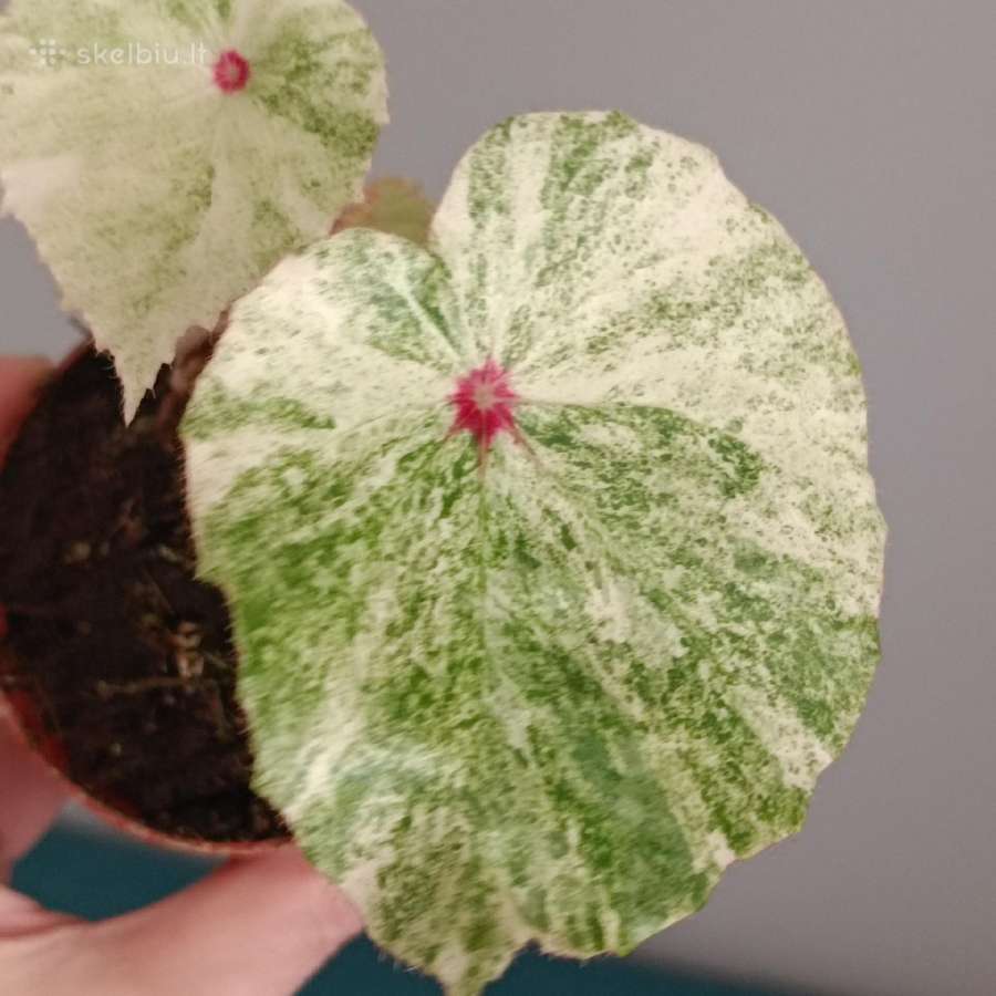 Begonia Rouge variegated - nuotraukos Nr. 5