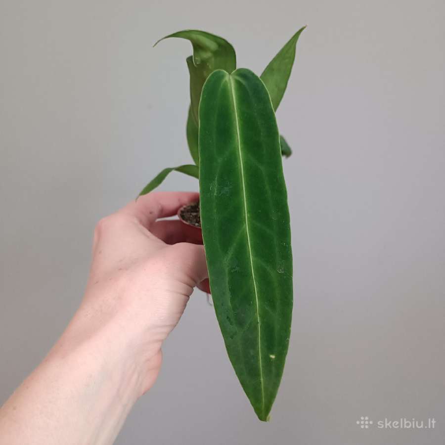 Anthurium Warocqueanum
