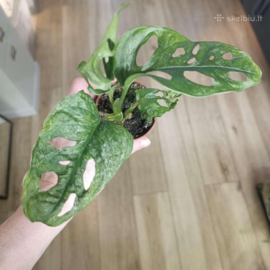 Monstera Adansonii Mint - nuotraukos Nr. 2