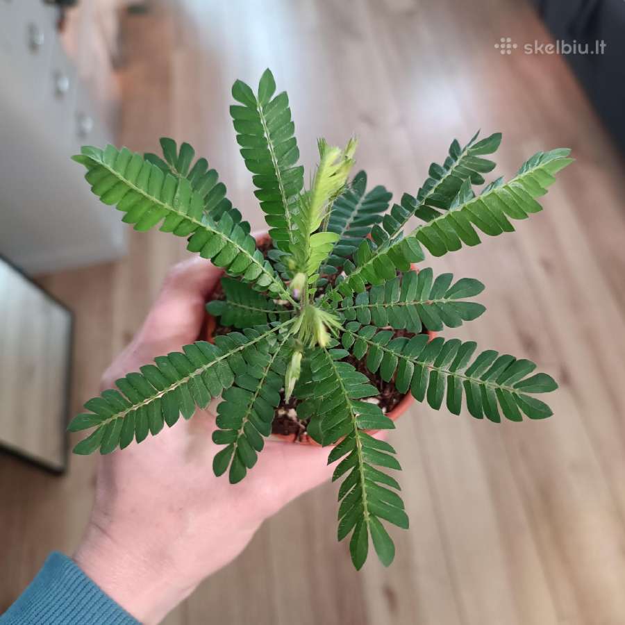 Biophytum Sensitivum