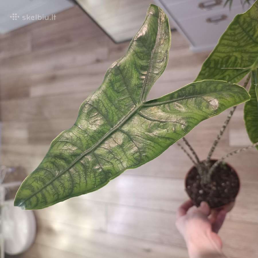 Alocasia Reticulata - nuotraukos Nr. 3