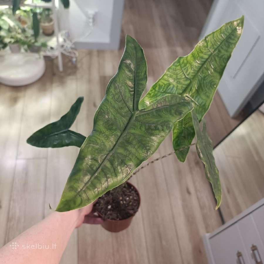 Alocasia Reticulata - nuotraukos Nr. 2