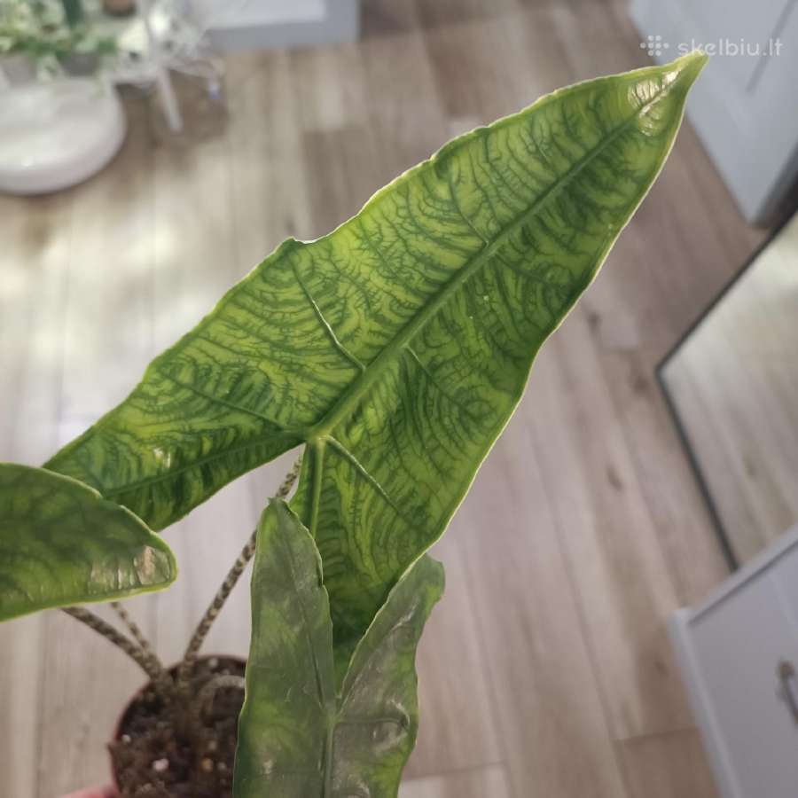 Alocasia Reticulata
