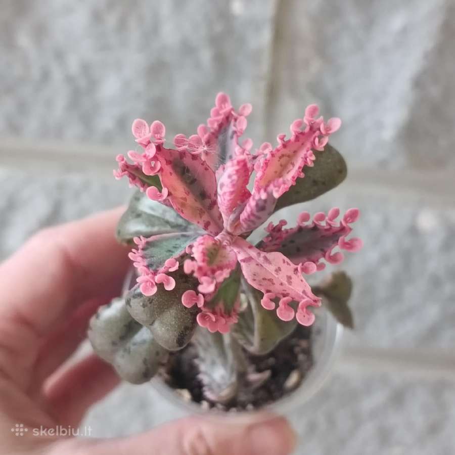 Kalanchoe Pink Butterflies