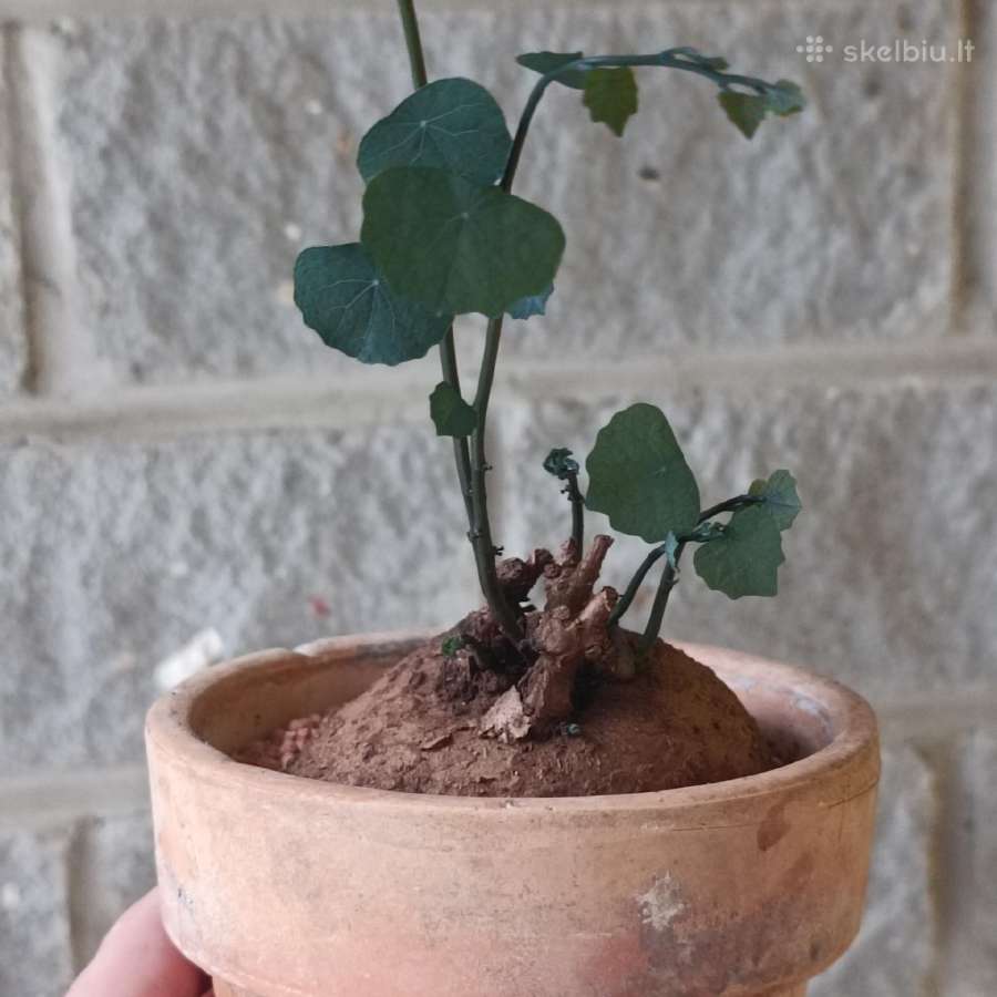 Stephania Cepharantha