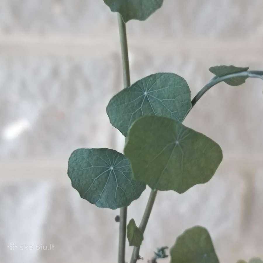Stephania Cepharantha - nuotraukos Nr. 2