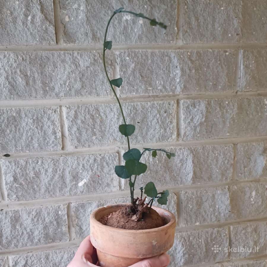 Stephania Cepharantha - nuotraukos Nr. 3