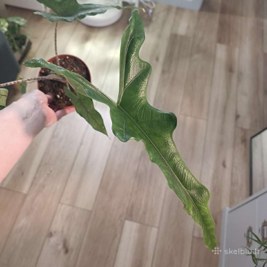 Alocasia Sabrina Narrow
